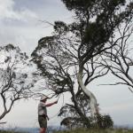 yrtleford - Avventura con il 4x4 sul mt. buffalo national park.